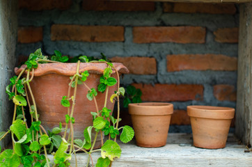Terracotta pots for planting trees beside the wall