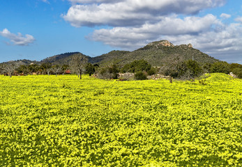 Meadow full of colorful daises with trees, hills and beautiful blue sky, son servera, mallorca, spain.