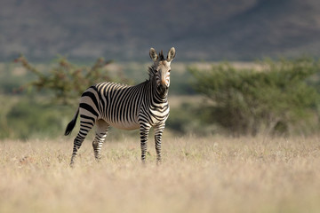 Fototapeta premium Zebra in Palmwag concession