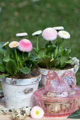 Osterdekoration mit Osterhuhn und Bellis perennis im Birkenrindentopf