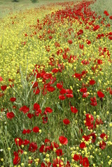 spring landscape, field of red poppies at sunset.oltu/erzurum/turkey