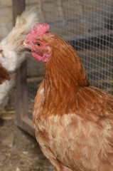 hen