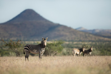 Fototapeta na wymiar Zebra in Palmwag concession