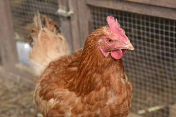 hen
