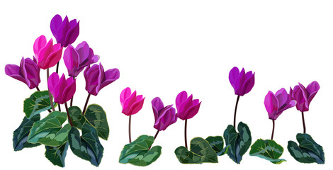Cyclamen flower vector illustration