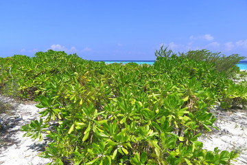 green leaves and blue sky