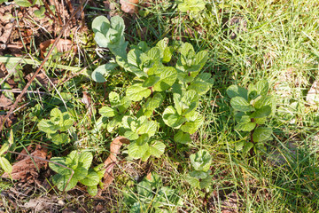 Mint plants in a vegetable garden during spring
