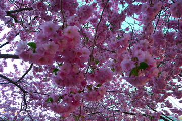 cherry blossom tree