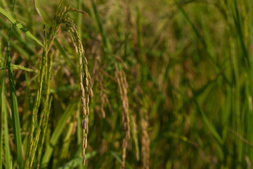 ear rice in thailand
