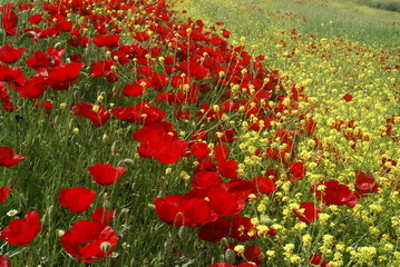 Poppies Flower Wallper oltu/arzurum/turkey