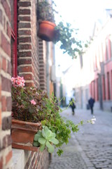 Flower outside of bricks