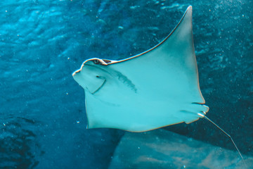 Cute stingray swims in aquarium close-up, bottom view.