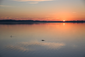 Obraz na płótnie Canvas Sunrise on a lake in Florida with a silhouette of an alligator 
