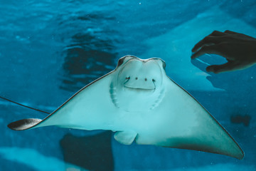 Naklejka premium Cute stingray swims in aquarium close-up, bottom view.
