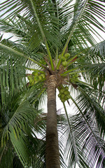 Obraz premium coconut palm tree with nuts