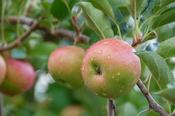 Apple on a tree. Pink lady apple hanging on a tree in orchard