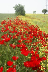 Poppies Flower Wallper oltu/arzurum/turkey