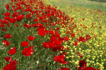 Fototapeta premium Poppies Flower Wallper oltu/arzurum/turkey