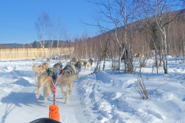 Dog sledding point of view from sled ride