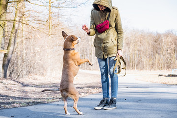 Training a grown-up dog to walk on two legs. Person schooling a staffordshire terrier in a park.