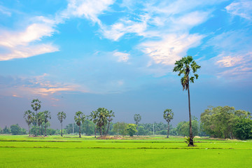 Palm and coconut trees in the paddy field and the beauty of the sky.