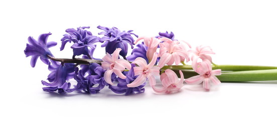 Plakat Blooming blue and pink hyacinth, spring flowers isolated on white background