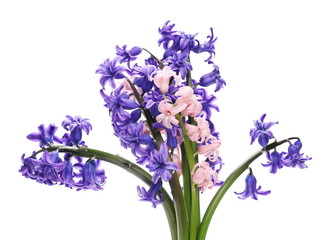 Blooming blue and pink hyacinth, spring flowers isolated on white background