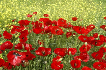 Poppies Flower Wallper oltu/arzurum/turkey