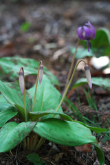 春の風景・かたくりの花