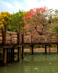 beautiful nature in colorful colors