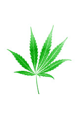 cannabis leaf on white background