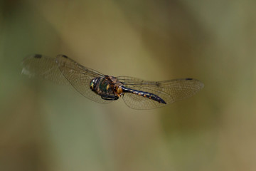 Gefleckte Smaragdlibelle