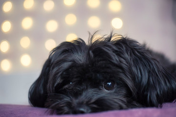 Black puppy on yellow bokeh background