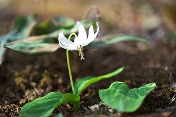 春の風景・かたくりの花