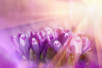 Fairytale sunlight on spring flower crocus. View of magic blooming spring flowers crocus growing in wildlife. Majestic colors of spring flower crocus