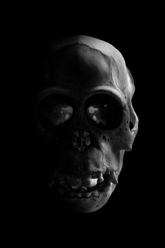 Still life photography of scary monkey skull in dark environment