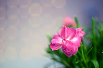 Fototapeta na wymiar Pink flower with pink bokeh background