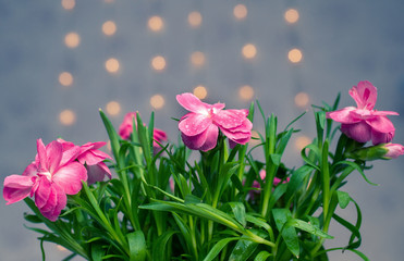 Pink flower with pink bokeh background