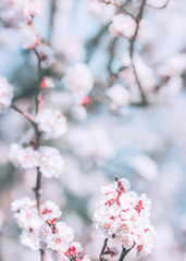Beautiful almond tree blossom