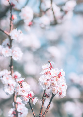 Beautiful almond tree blossom