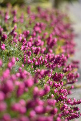 Obraz premium Schneeheide (Erica carnea)