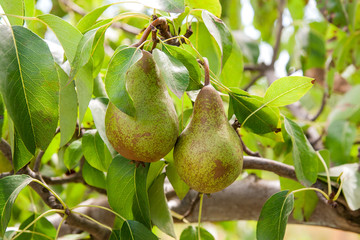 Shiny delicious pears hanging from a tree branch in the orchard..
