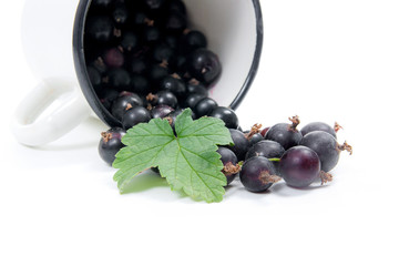 White cup with black currant berry in it and small bunch of black currant with green leaf isolated on white..