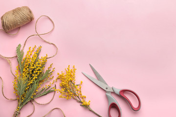 Beautiful bouquet of yellow mimosa flowers and scissors with a rope on a pink trendy background. top view. free space. make bouquets
