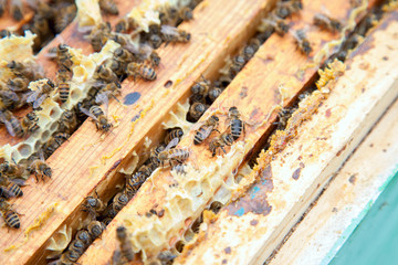 Close up view of the bees swarming on a honeycomb..