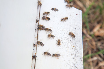 Plenty of bees at the entrance of white beehive in apiary..