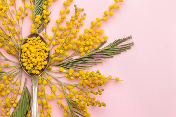 Beautiful flowers of yellow mimosa and a spoon with water on a pink trend background. top view. free place