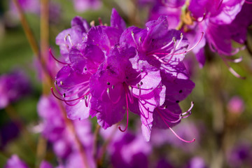 bush rhododendron,Blossoms of the rhododendron bushes in the park in the spring