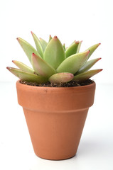 Potted cactus isolated on white background