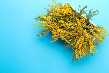 Obraz premium Beautiful flowers of yellow mimosa in a wooden box on a blue trendy paper background. free place. top view